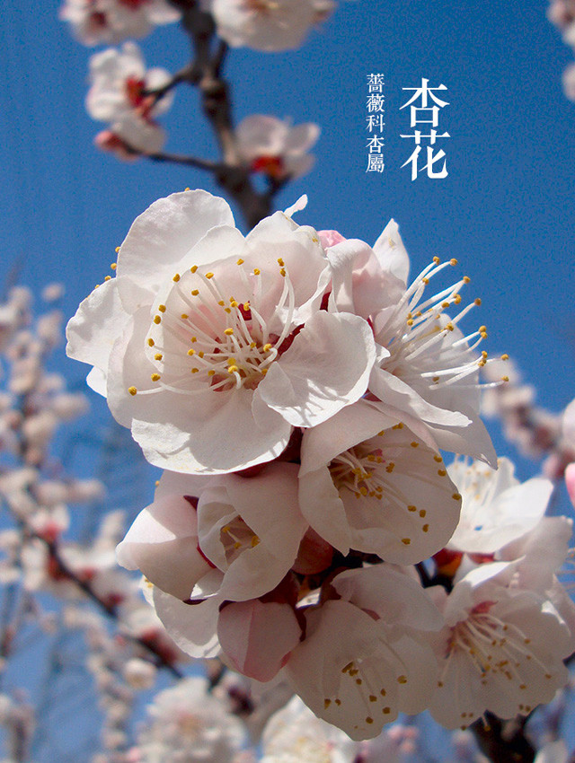 【春日赏花最全图鉴】桃花杏花梨花分不清的看过来