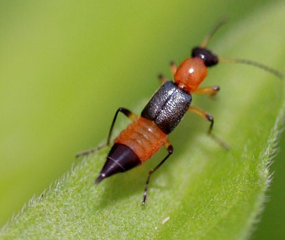 俗称"会飞的蚂蚁,体液有毒,若不慎粘上则引发皮炎